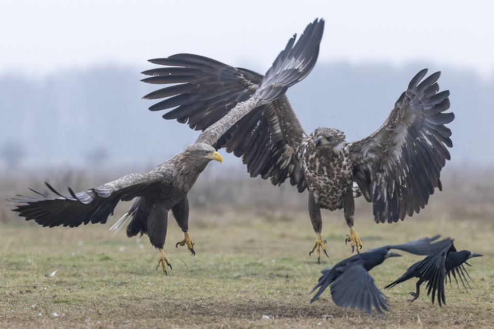 18Seeadler.jpg 18Seeadler.jpg