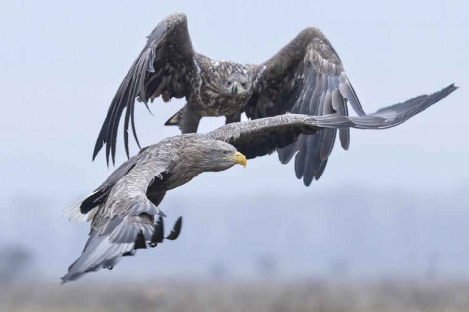 19Seeadler.jpg 19Seeadler.jpg