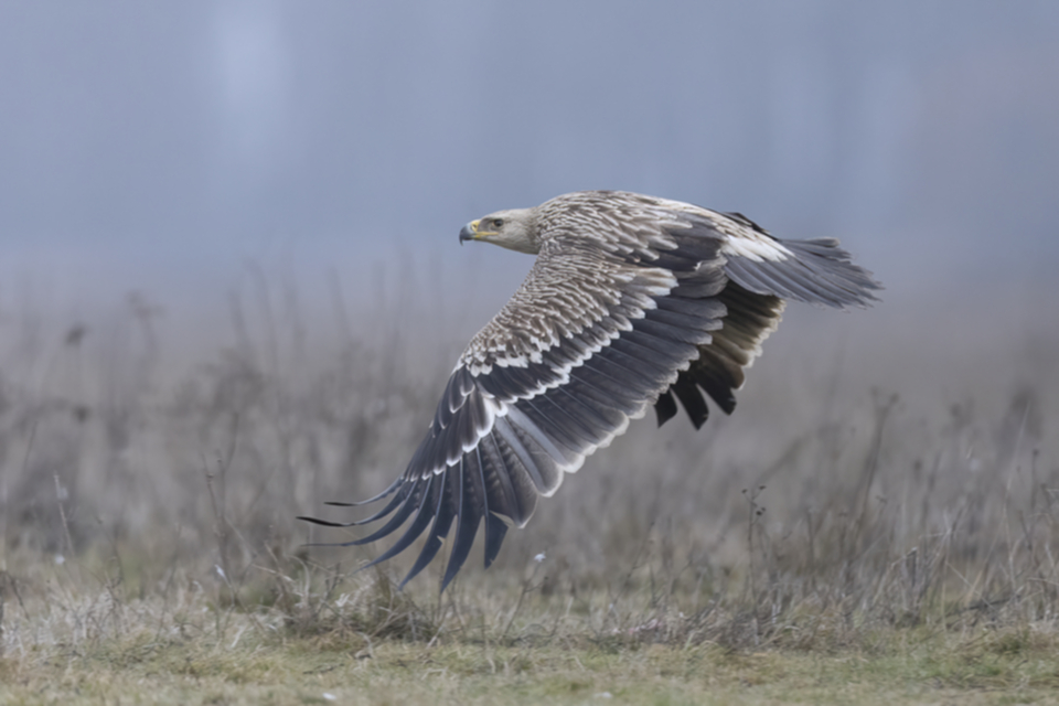 22Kaiseradler.jpg 22Kaiseradler.jpg