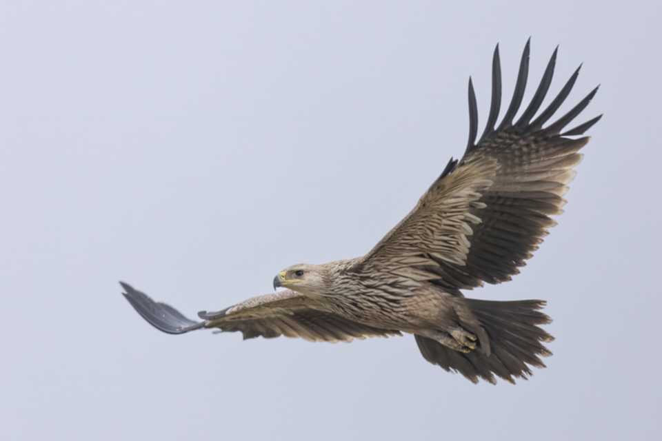 25Kaiseradler.jpg 25Kaiseradler.jpg