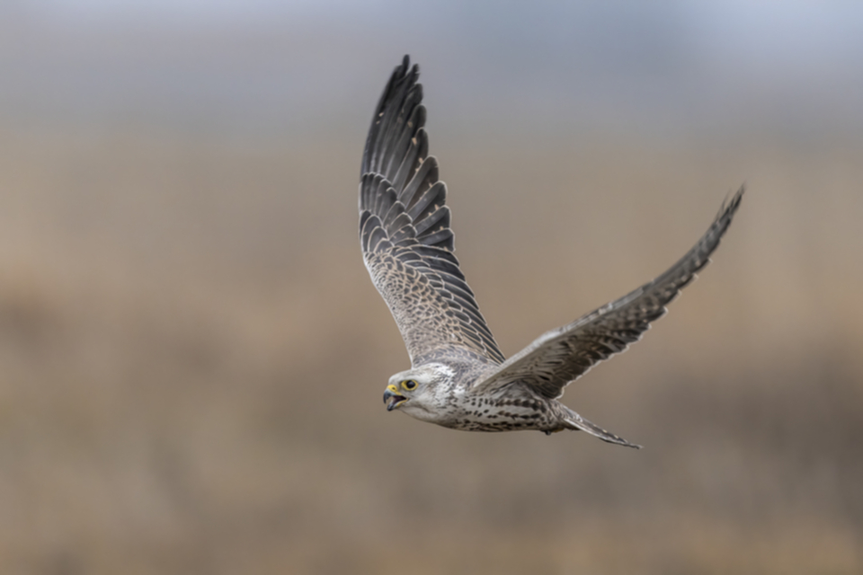 26Wuergfalke.jpg 26Wuergfalke.jpg