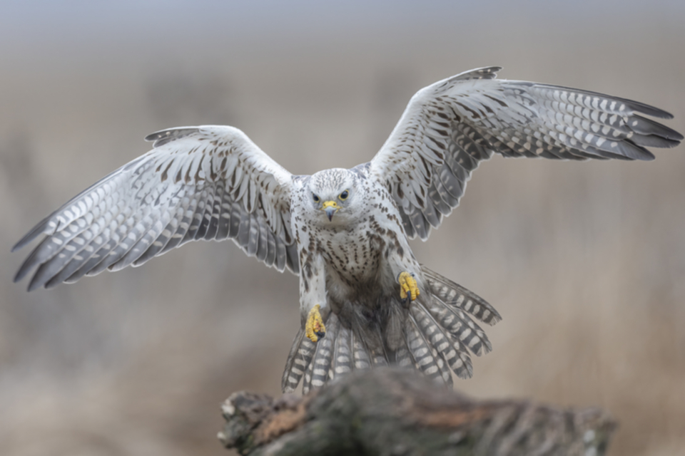 28Wuergfalke_7ojnearap4x6.jpg 28Wuergfalke_7ojnearap4x6.jpg