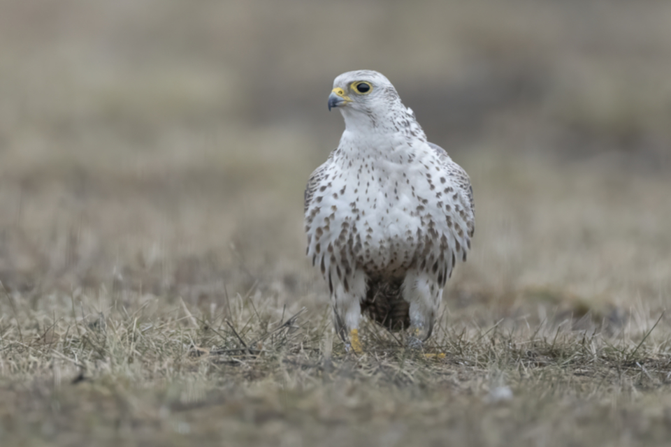33Wuergfalke.jpg 33Wuergfalke.jpg
