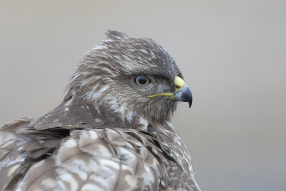44Maeusebussard.jpg 44Maeusebussard.jpg