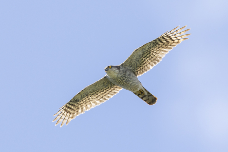 10Sperber_zt5jjt1svkbg.jpg