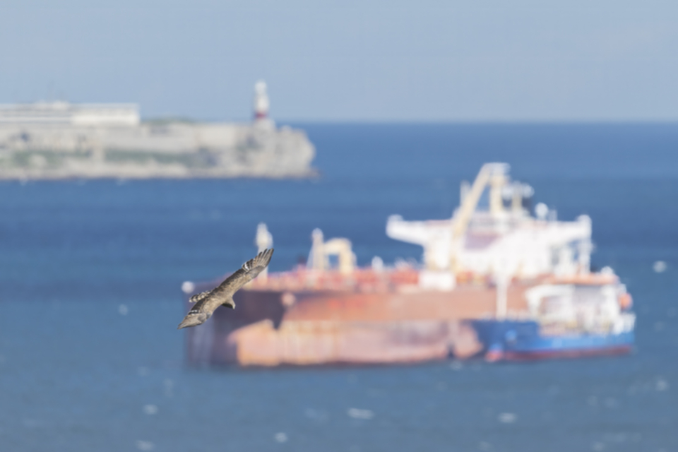 11Schlangenadler_1cp1djkbc9lw0.jpg