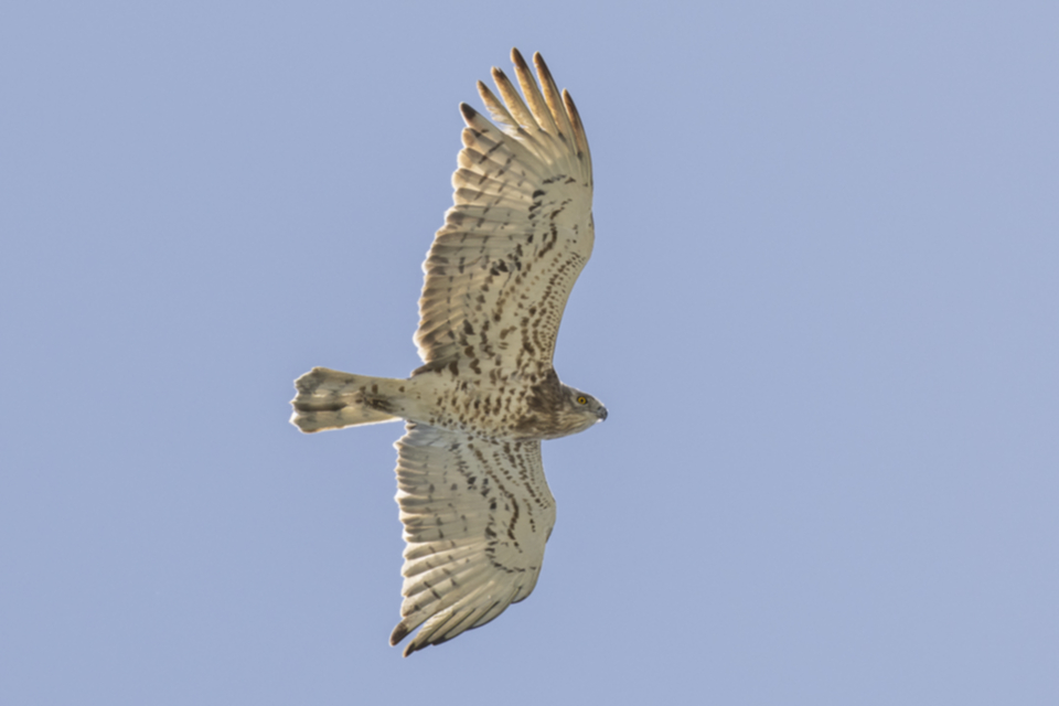 13Schlangenadler_1xcvnon4onqcc.jpg