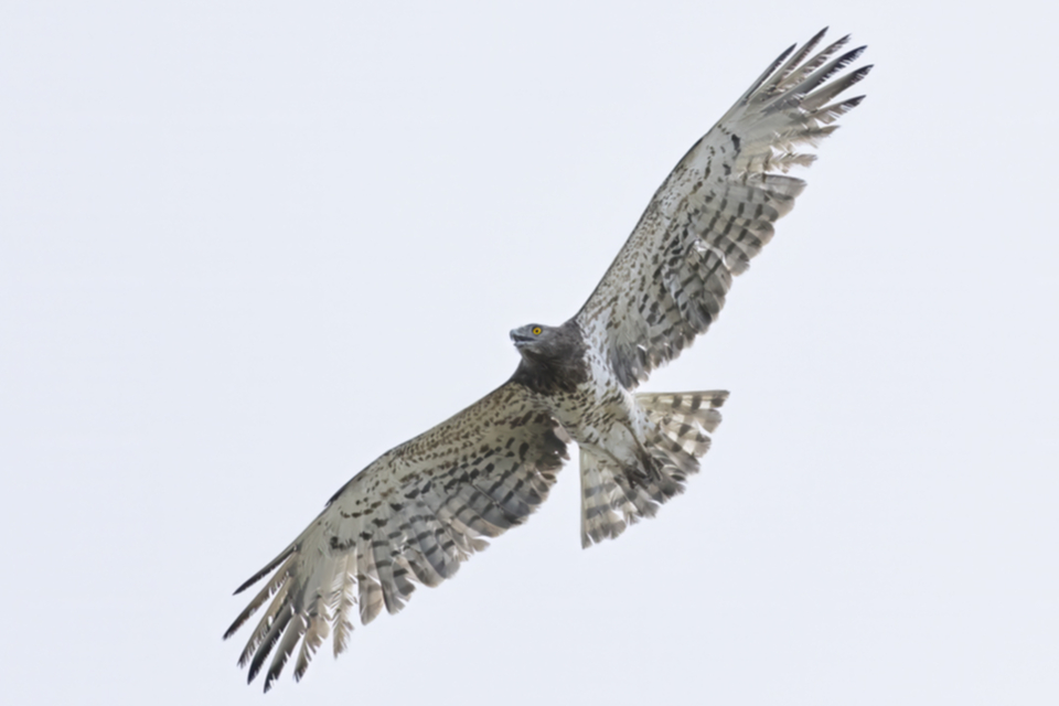 14Schlangenadler_14shbo2df0tb4.jpg