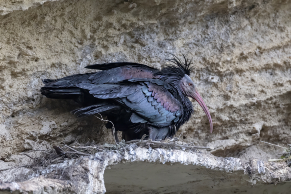 30Waldrapp.jpg
