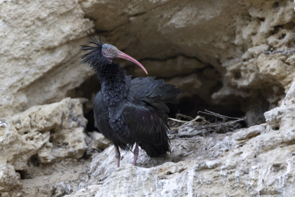 31Waldrapp.jpg