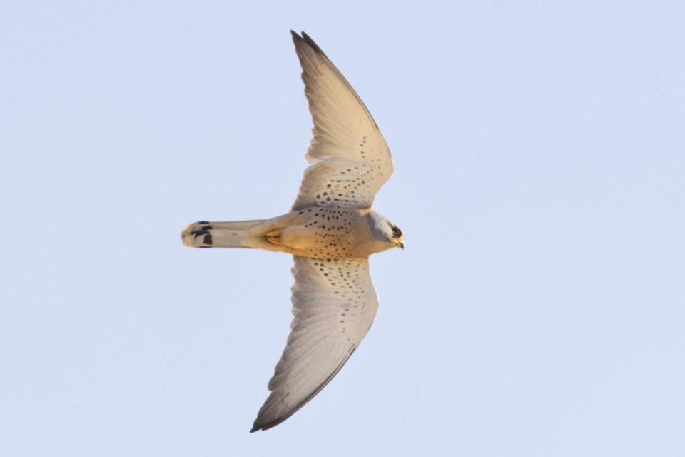 49Roetelfalke.jpg