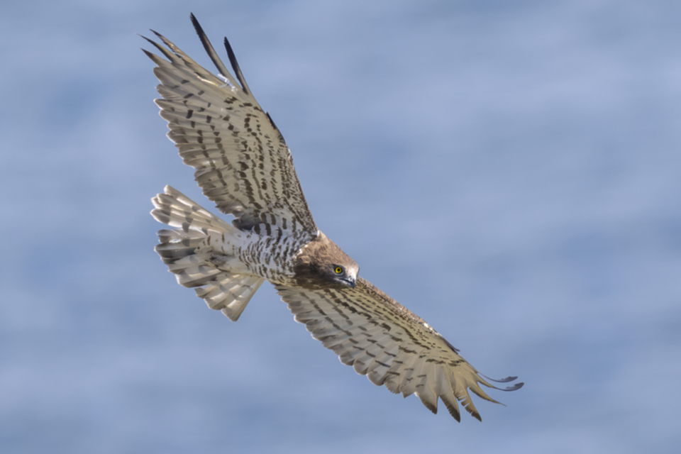 01Schlangenadler.jpg
