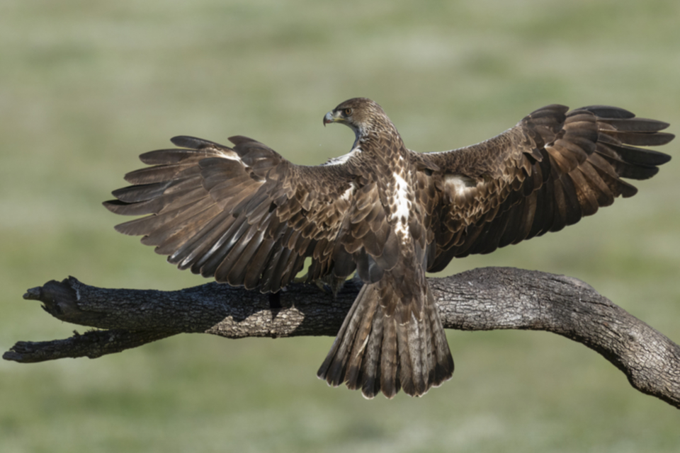08Habichtsadler.jpg 08Habichtsadler.jpg
