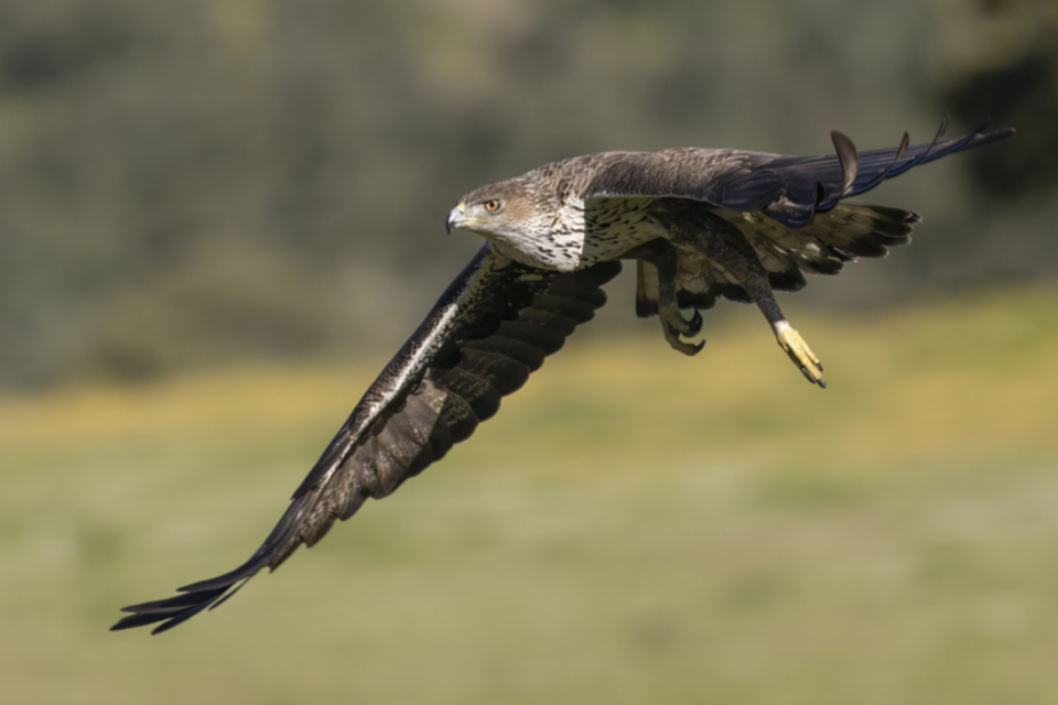 11Habichtsadler.jpg 11Habichtsadler.jpg