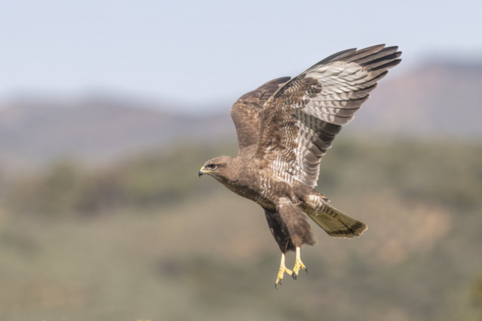 15Maeusebussard.jpg 15Maeusebussard.jpg