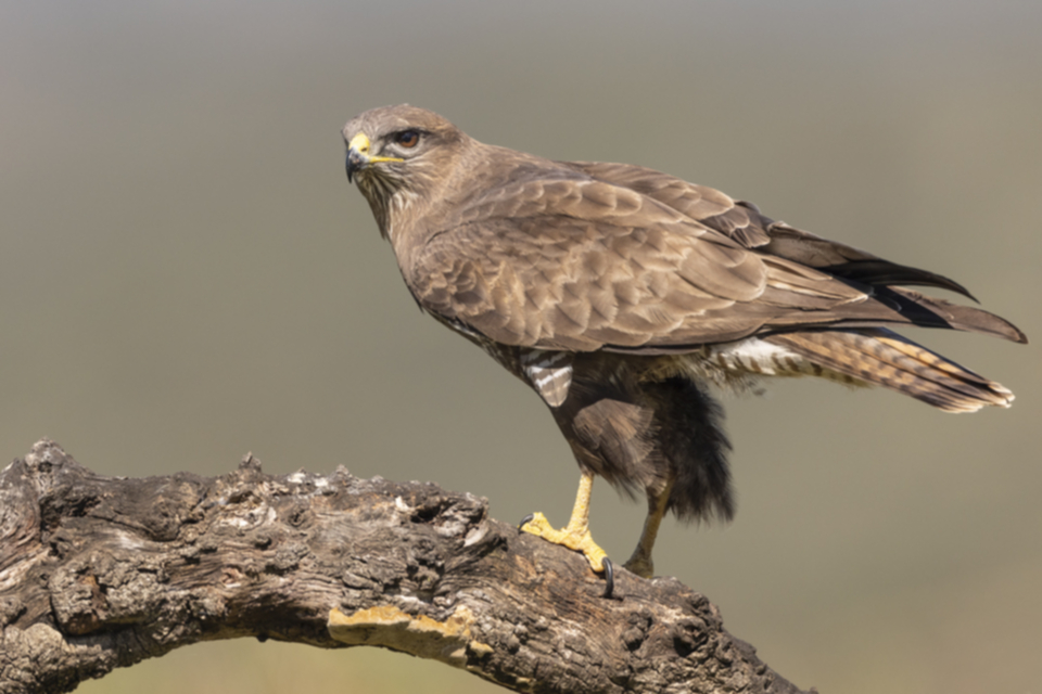 16Maeusebussard.jpg 16Maeusebussard.jpg