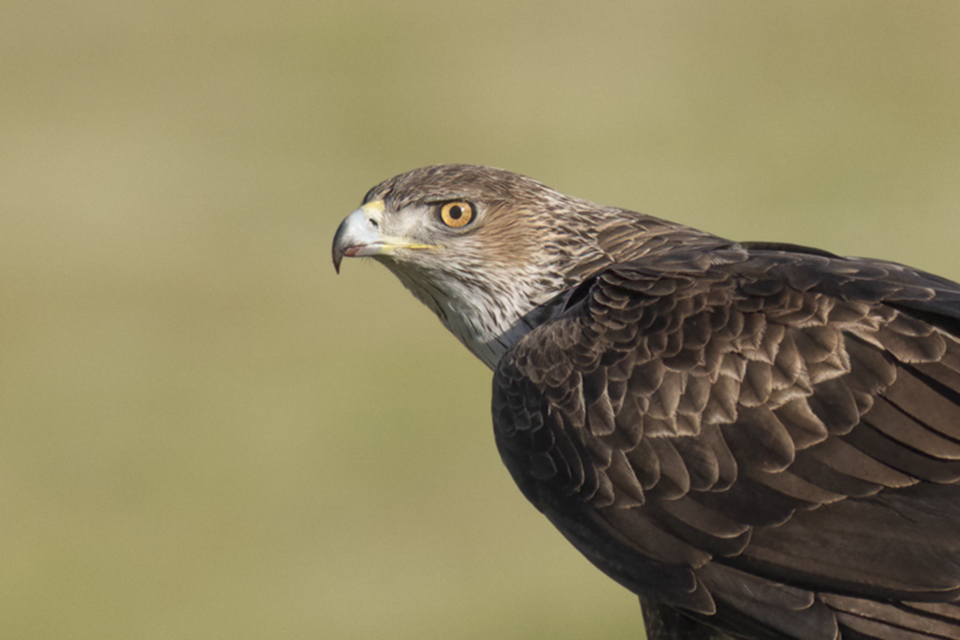10Habichtsadler_1mibvu6rufk74.jpg 10Habichtsadler_1mibvu6rufk74.jpg