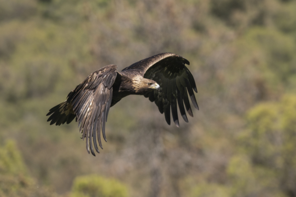 25Steinadler.jpg 25Steinadler.jpg