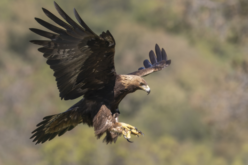 26Steinadler.jpg 26Steinadler.jpg