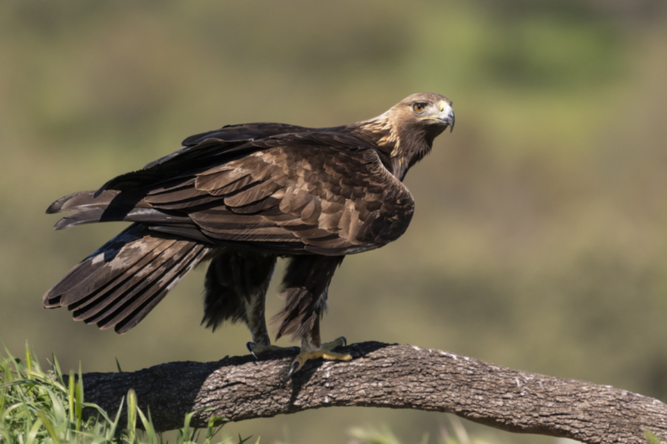 27Steinadler.jpg 27Steinadler.jpg