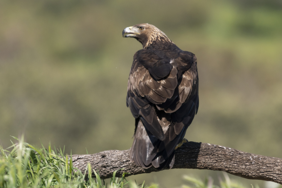 28Steinadler.jpg 28Steinadler.jpg