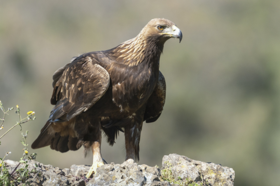 29Steinadler.jpg 29Steinadler.jpg