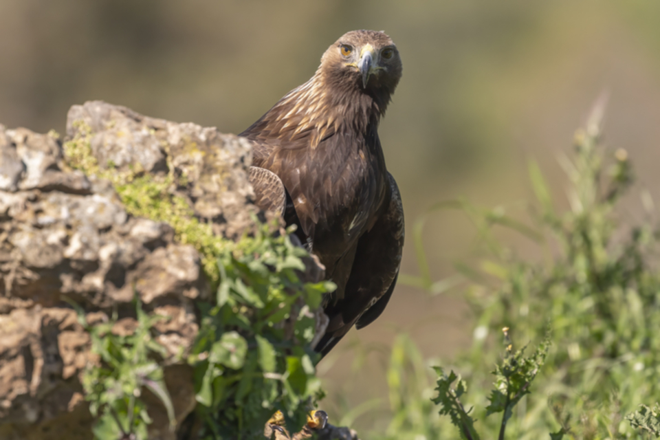 30Steinadler.jpg 30Steinadler.jpg