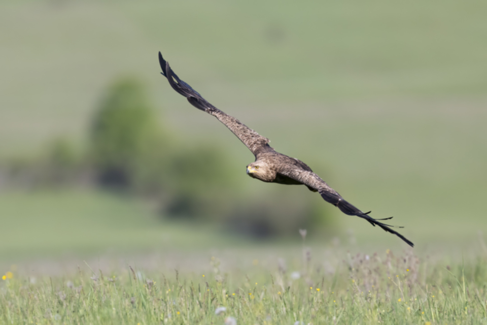 01Schreiadler.jpg 01Schreiadler.jpg