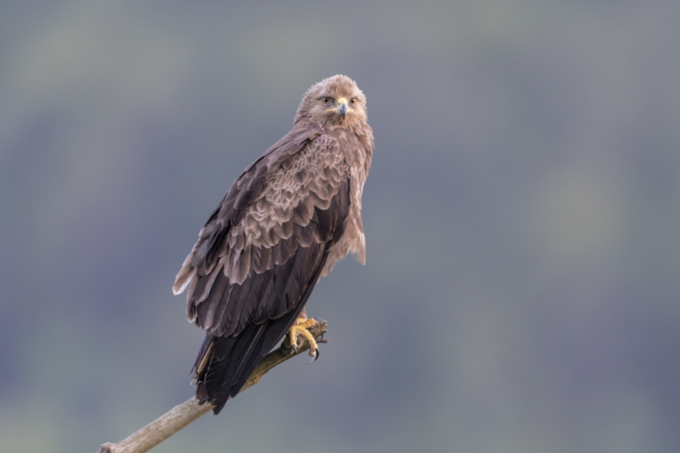 03Schreiadler.jpg 03Schreiadler.jpg