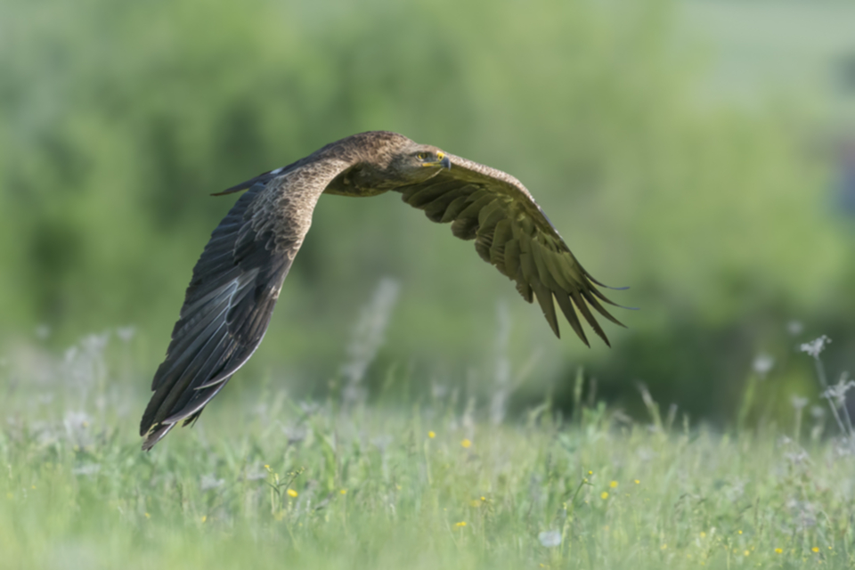 05Schreiadler.jpg 05Schreiadler.jpg