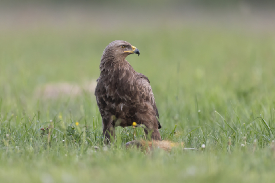 04Schreiadler.jpg 04Schreiadler.jpg