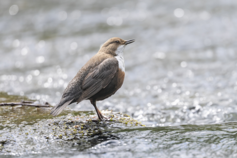 10Wasseramsel.jpg 10Wasseramsel.jpg