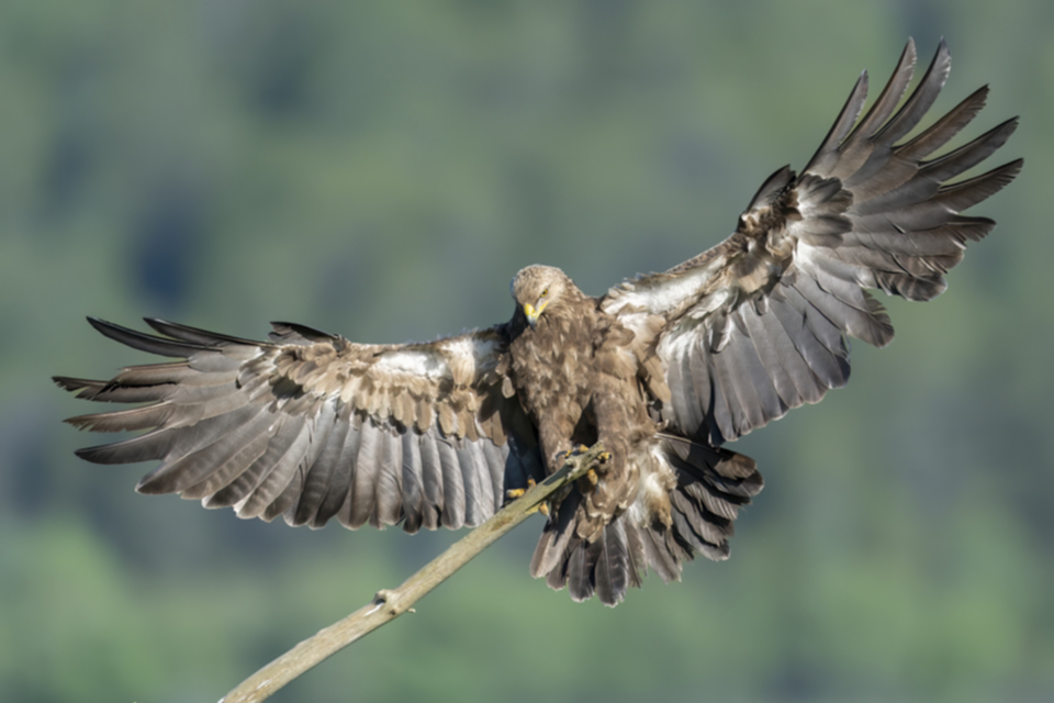 02Schreiadler_1mt6zlx7phxqw.jpg 02Schreiadler_1mt6zlx7phxqw.jpg