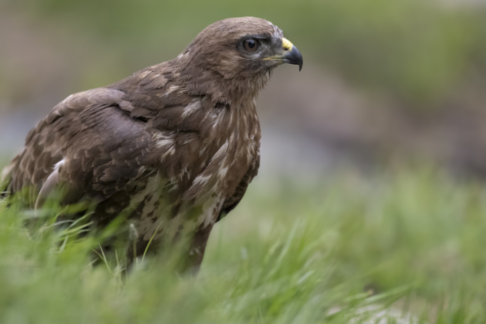 31Maeusebussard.jpg 31Maeusebussard.jpg