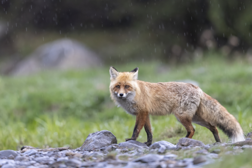 36Fuchs.jpg 36Fuchs.jpg