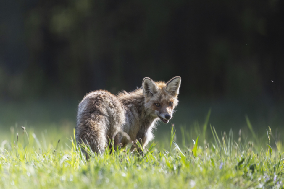 37Fuchs.jpg 37Fuchs.jpg