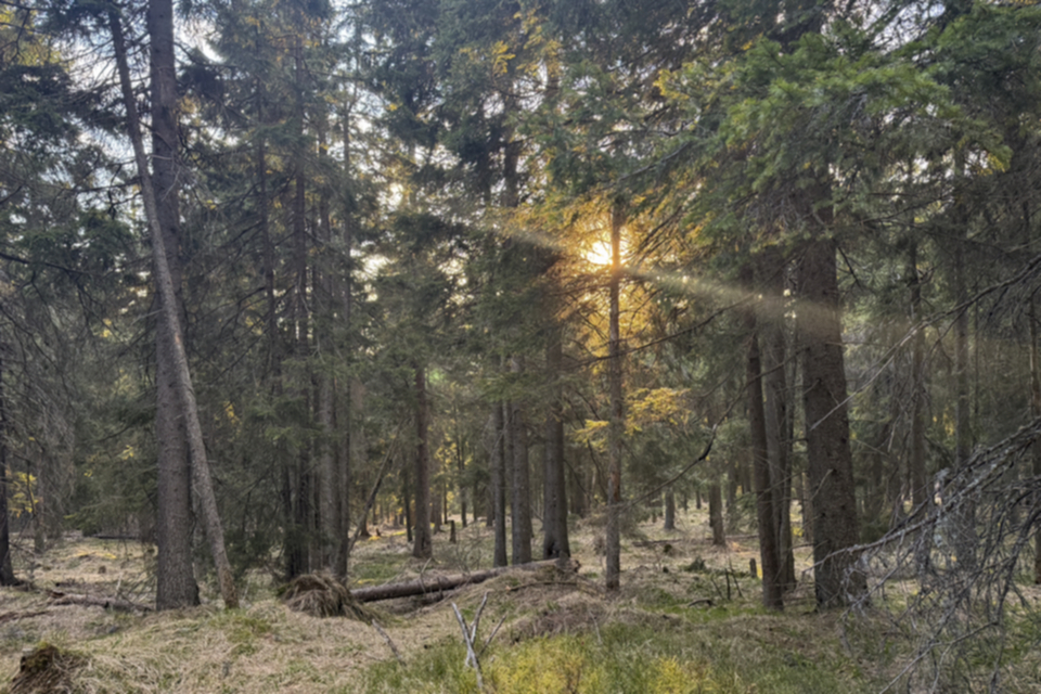 50Hargita Wald.jpg 50Hargita Wald.jpg