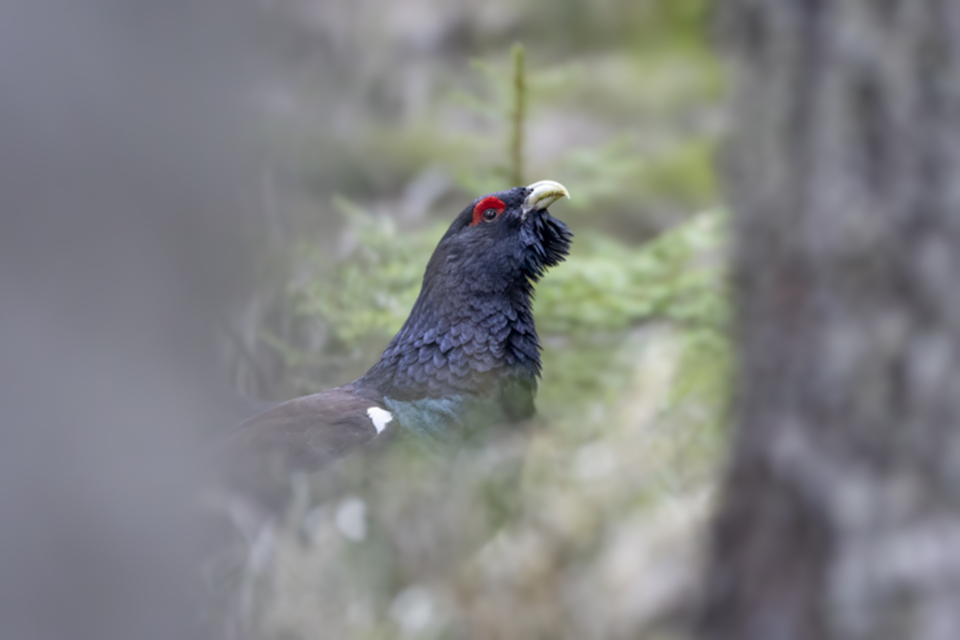 57Auerhuhn.jpg 57Auerhuhn.jpg