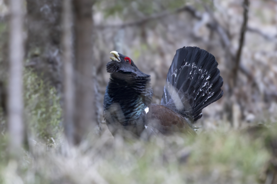 58Auerhuhn.jpg 58Auerhuhn.jpg
