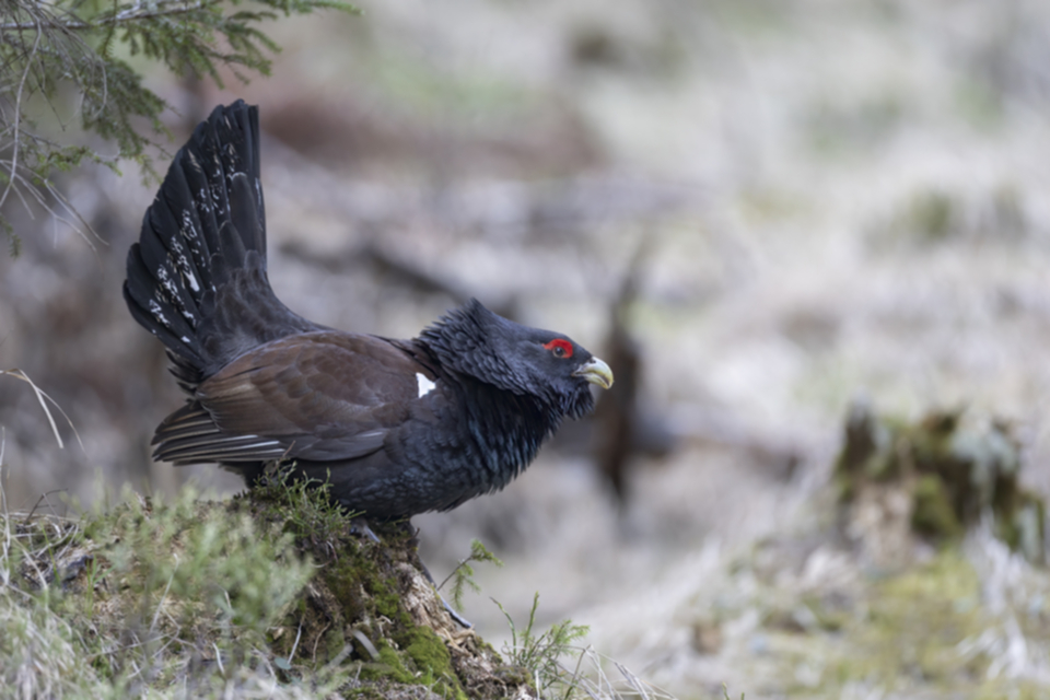 59Auerhuhn.jpg 59Auerhuhn.jpg