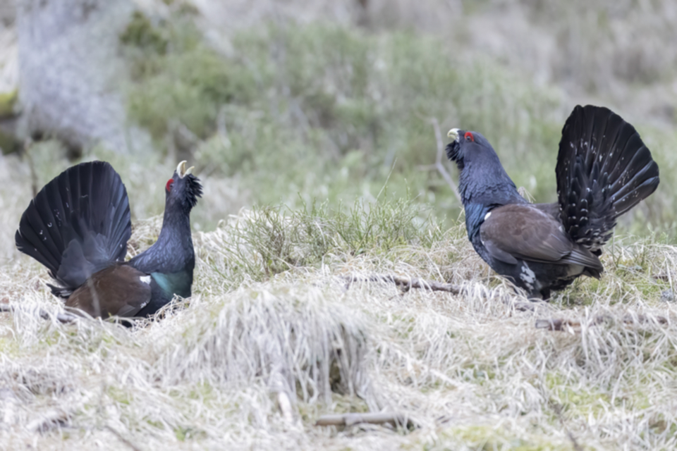 60Auerhuhn.jpg 60Auerhuhn.jpg