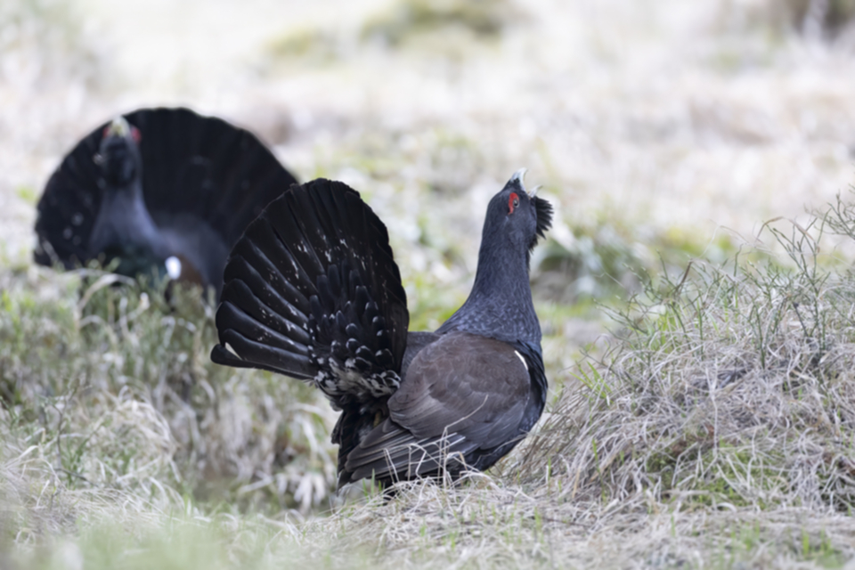 61Auerhuhn.jpg 61Auerhuhn.jpg