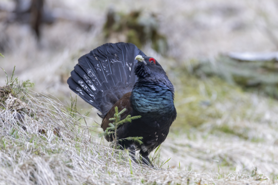 62Auerhuhn.jpg 62Auerhuhn.jpg