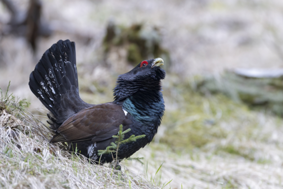 63Auerhuhn.jpg 63Auerhuhn.jpg
