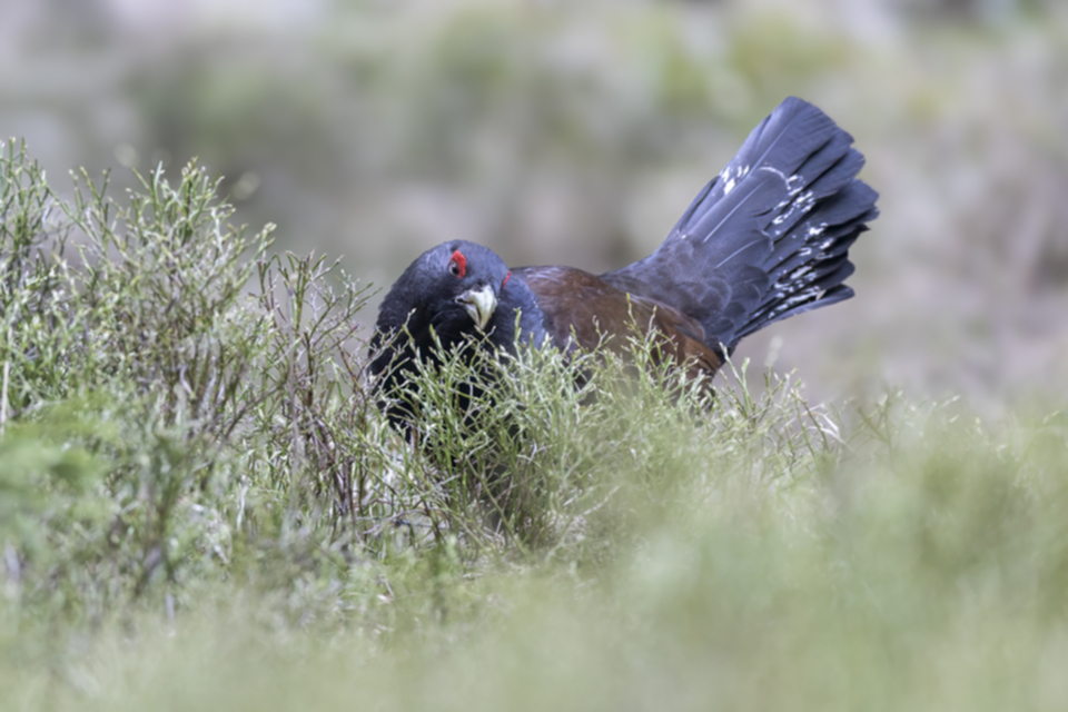 65Auerhuhn.jpg 65Auerhuhn.jpg