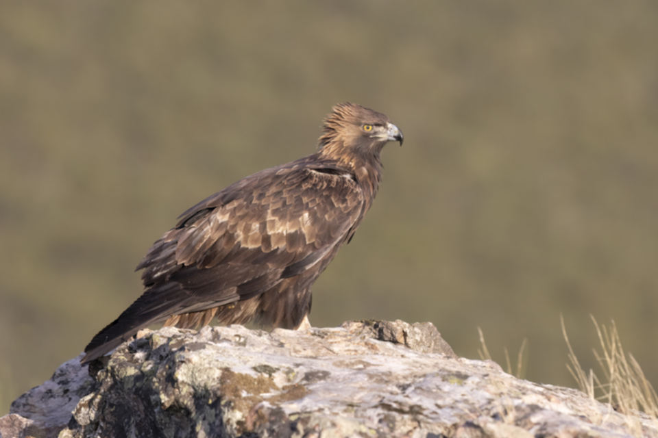 Steinadler_211011_14.jpg