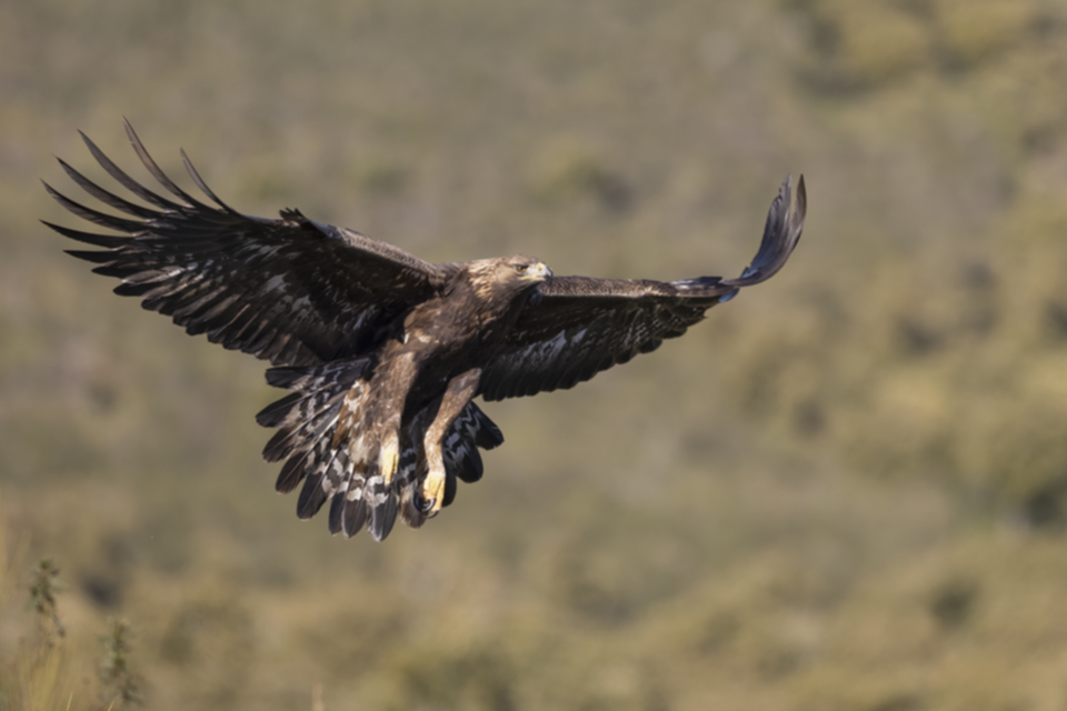 Steinadler_220202_02.jpg