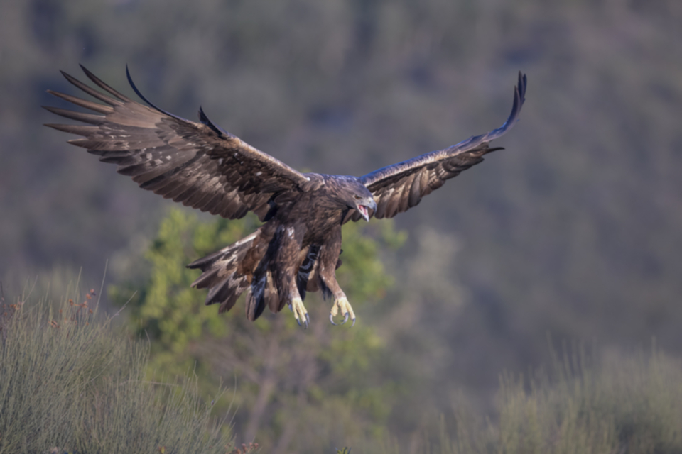 Steinadler_231011_03.jpg