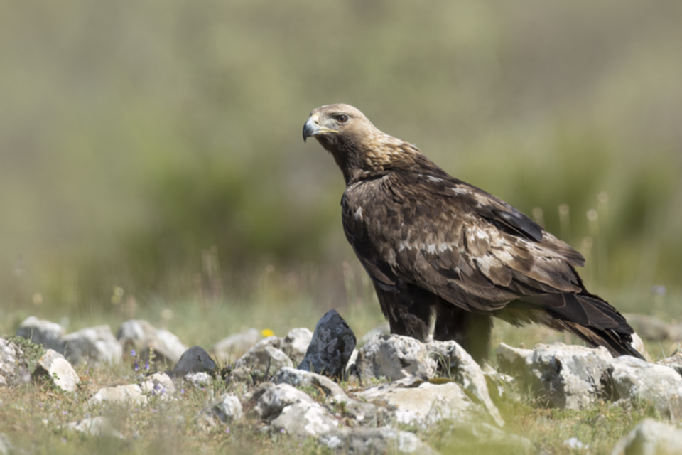Steinadler_230502_07.jpg