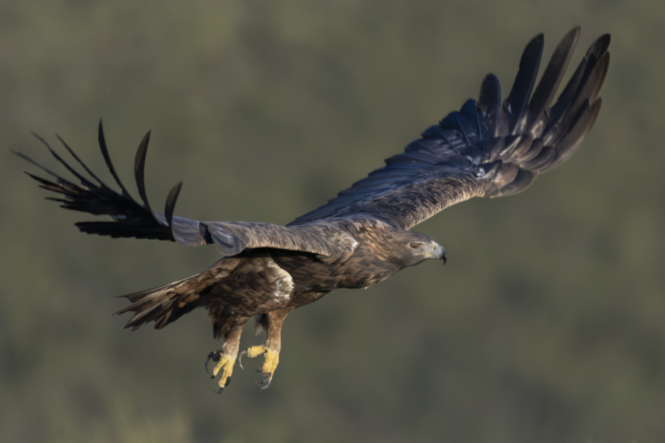 Steinadler_231011_04.jpg